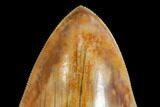 Serrated, Colorful, Fossil Megalodon Tooth - Indonesia #149261-3